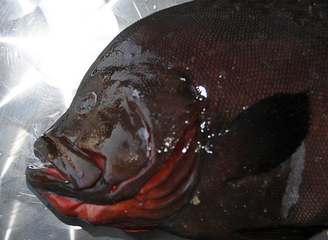 Image O030-2 of sample O030 (species: Aethaloperca rogaa) / © Prof. Dr. Reinhold Hanel