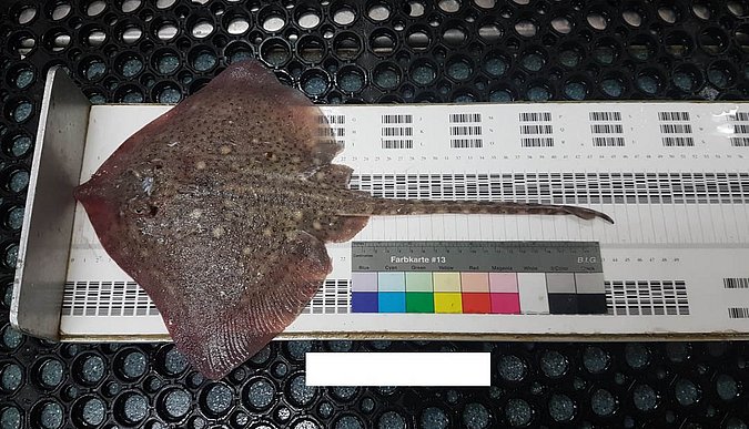 Image Raja_clavata_LGL_S1-1 of sample Raja_clavata_LGL_S1 (species: Raja clavata) / © Prof. Dr. Reinhold Hanel