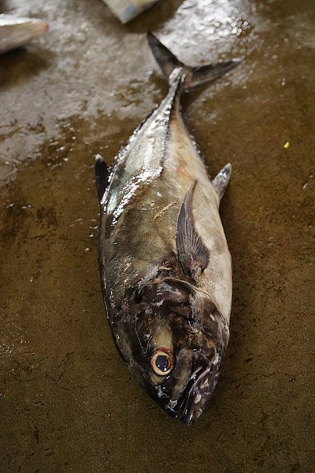 Image S092-4 of sample S092 (species: Caranx sexfasciatus) / © © Johann Heinrich von Thünen Institute