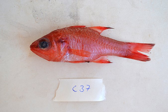 Image C037-1 of sample C037 (species: Apogon imberbis) / © Prof. Dr. Reinhold Hanel