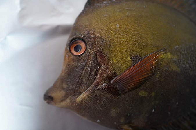 Image T121-4 of sample T121 (species: Zebrasoma scopas) / © Prof. Dr. Reinhold Hanel