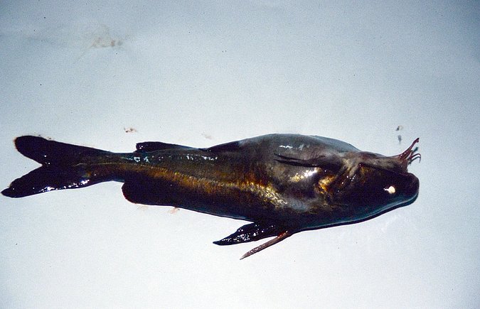 Image A008 of sample A008 (species: Galeichthys ater) / © © 2023 Johann Heinrich von Thünen Institute