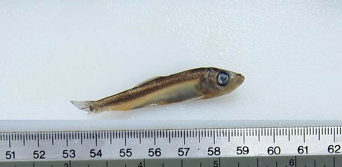 Image UAM_Fish_3866 [403677] of sample UAM:Fish:3866 [403677] (species: Clupea pallasii pallasii) / © University of Alaska Fairbanks