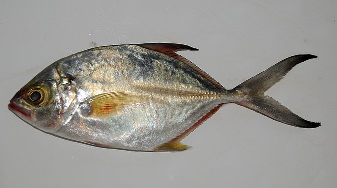 Image G062-1 of sample G062 (species: Caranx senegallus) / © Prof. Dr. Reinhold Hanel