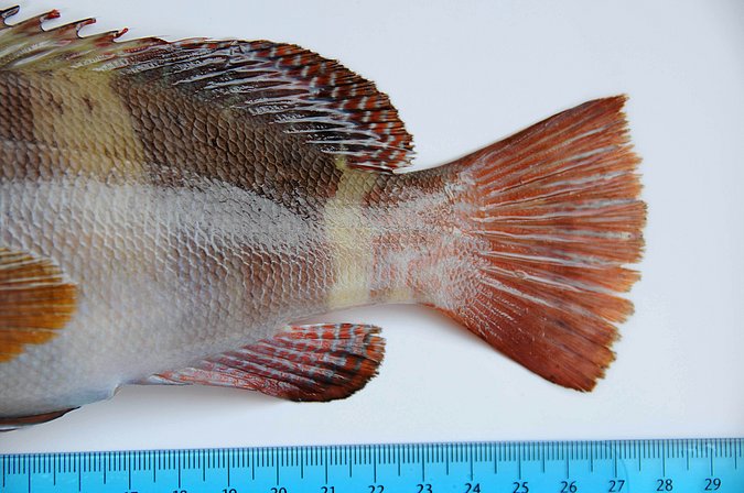 Image MA150-3 of sample MA150 (species: Serranus scriba) / © Prof. Dr. Reinhold Hanel