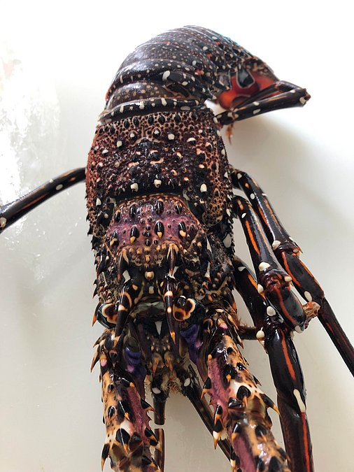 Image S246-4 of sample S246 (species: Panulirus longipes longipes) / © Max Rubner-Institut, Institut für Sicherheit und Qualität bei Milch und Fisch, Hamburg