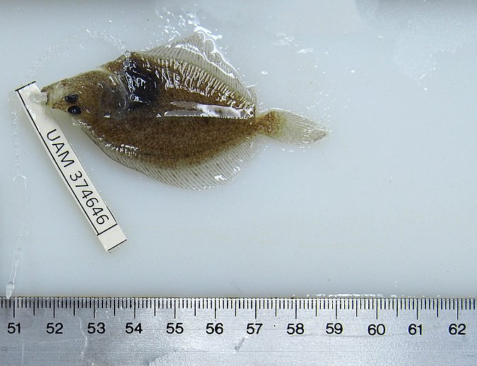 Image UAM_Fish_10304 [374646]_upload of sample UAM:Fish:10304 [374646] (species: Myzopsetta proboscidea) / © University of Alaska Fairbanks