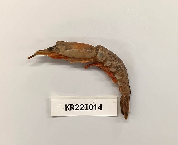 Image Kr221014 of sample Kr22I014 (species: Parapenaeopsis stylifera) / © Chandrasena Reddy, Intertek, Hyderabad, India