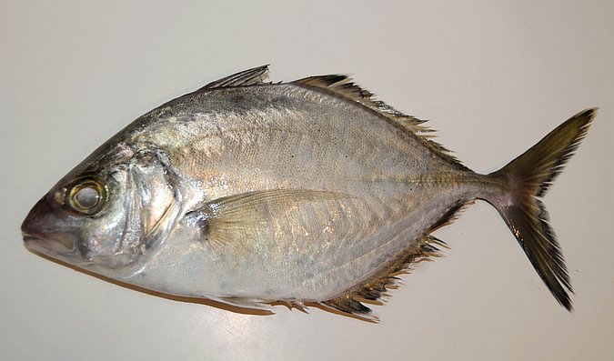 Image O049-1 of sample O049 (species: Carangoides equula) / © Prof. Dr. Reinhold Hanel