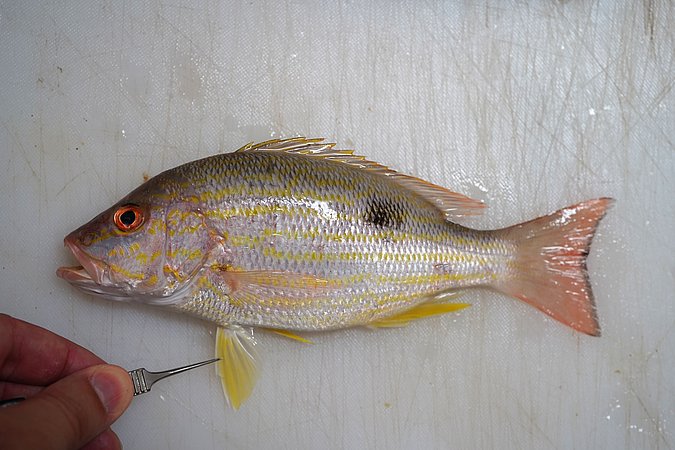 Image T219-5 of sample T219 (species: Lutjanus synagris) / © Prof. Dr. Reinhold Hanel