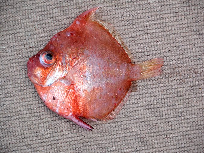 Image K05-07-1 of sample K05-07 (species: Antigonia capros) / © Prof. Dr. Reinhold Hanel