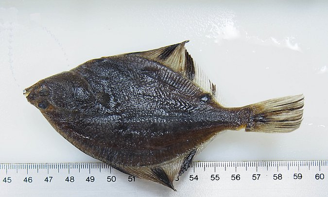 Image UAM_Fish_6585 [372182] of sample UAM:Fish:6585 [372182] (species: Platichthys stellatus) / © University of Alaska Fairbanks