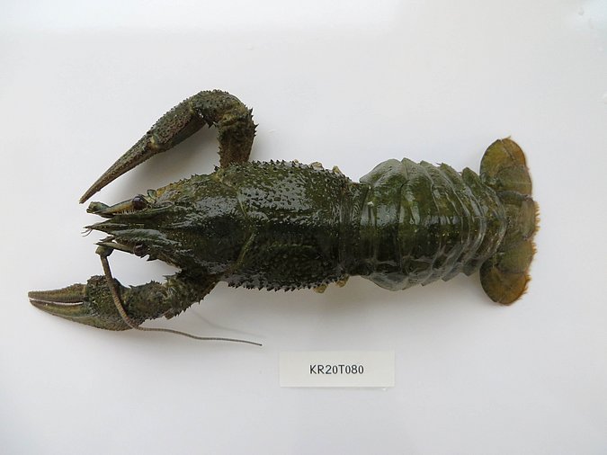 Image Kr20T080 of sample Kr20T080 (species: Pontastacus leptodactylus) / © Max Rubner-Institut, Institut für Sicherheit und Qualität bei Milch und Fisch, Hamburg