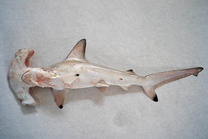 Image S023-1 of sample S023 (species: Sphyrna lewini) / © Prof. Dr. Reinhold Hanel