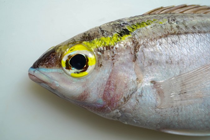 Image S171-6 of sample S171 (species: Scolopsis frenata) / © Prof. Dr. Reinhold Hanel