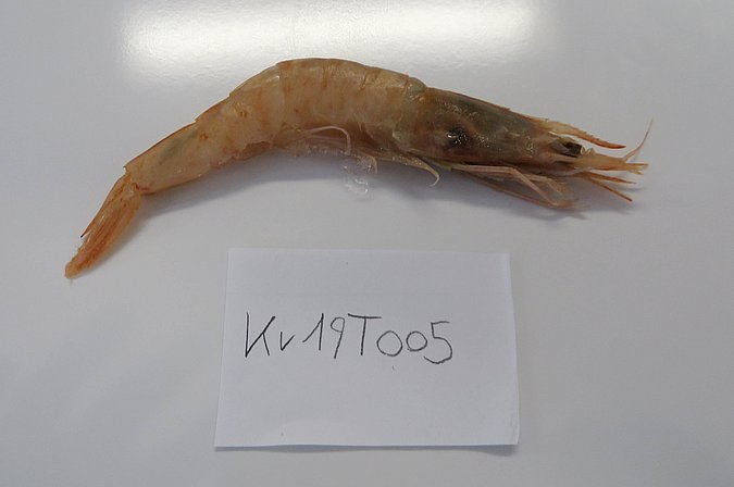 Image Kr19T005 of sample Kr19T005 (species: Parapenaeus longirostris) / © Max Rubner-Institut, Institut für Sicherheit und Qualität bei Milch und Fisch, Hamburg