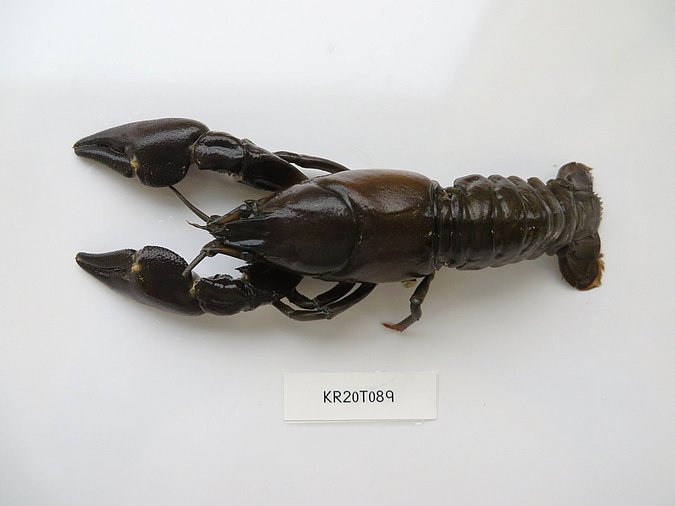 Image Kr20T089 of sample Kr20T089 (species: Pacifastacus leniusculus) / © Max Rubner-Institut, Institut für Sicherheit und Qualität bei Milch und Fisch, Hamburg
