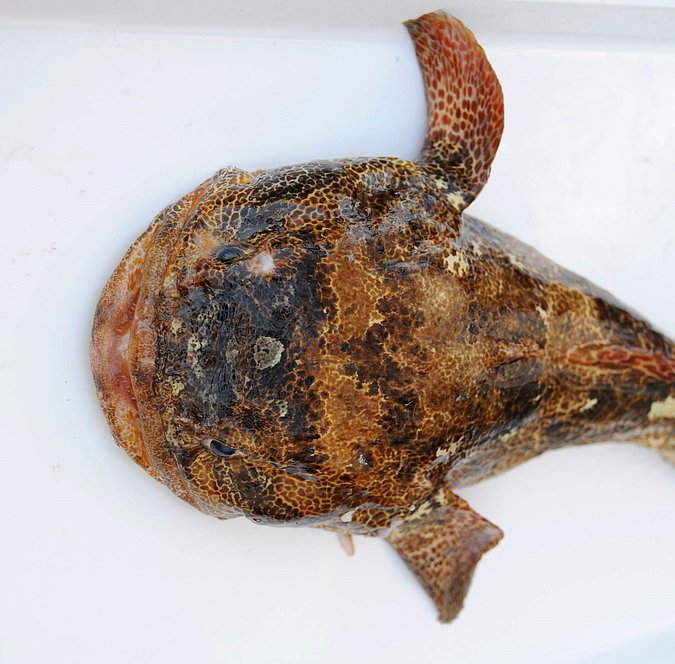 Image MA086-3 of sample MA086 (species: Halobatrachus didactylus) / © Prof. Dr. Reinhold Hanel