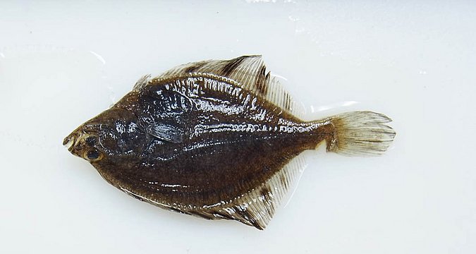 Image UAM_Fish_6585 [372180] of sample UAM:Fish:6585 [372180] (species: Platichthys stellatus) / © University of Alaska Fairbanks