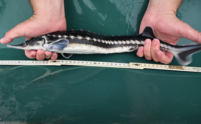 Image Acipenser_stellatus_LGL_S2 of sample Acipenser_stellatus_LGL_S2 (species: Acipenser stellatus) / © Prof. Dr. Reinhold Hanel