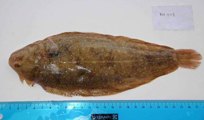 Image MA118-1 of sample MA118 (species: Solea senegalensis) / © Prof. Dr. Reinhold Hanel