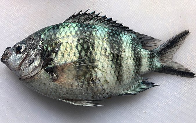 Image S267-1 of sample S267 (species: Abudefduf sexfasciatus) / © Prof. Dr. Reinhold Hanel