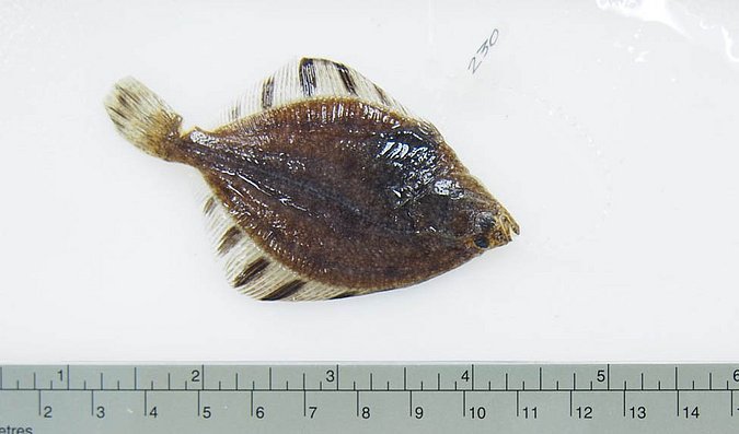 Image UAM_Fish_6585 [372181] of sample UAM:Fish:6585 [372181] (species: Platichthys stellatus) / © University of Alaska Fairbanks