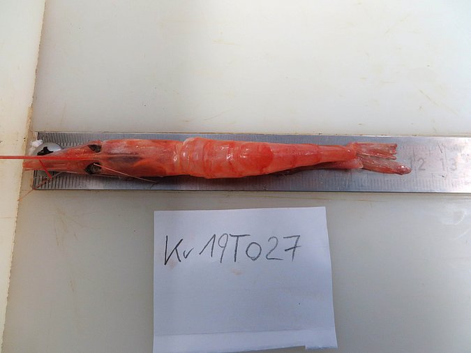 Image Kr19T027 of sample Kr19T027 (species: Plesionika martia) / © Max Rubner-Institut, Institut für Sicherheit und Qualität bei Milch und Fisch, Hamburg