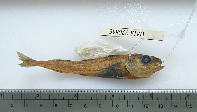 Image UAM_Fish_47800 [370846] of sample UAM:Fish:47800 [370846] (species: Boreogadus saida) / © University of Alaska Fairbanks