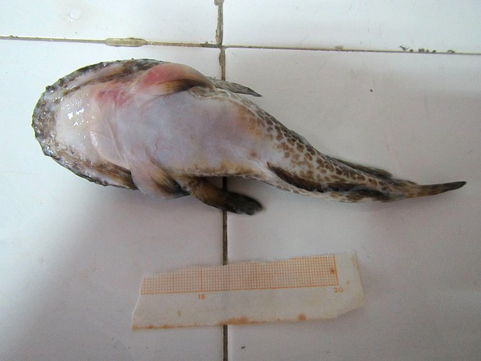 Image MA021-3 of sample MA021 (species: Halobatrachus didactylus) / © Prof. Dr. Reinhold Hanel