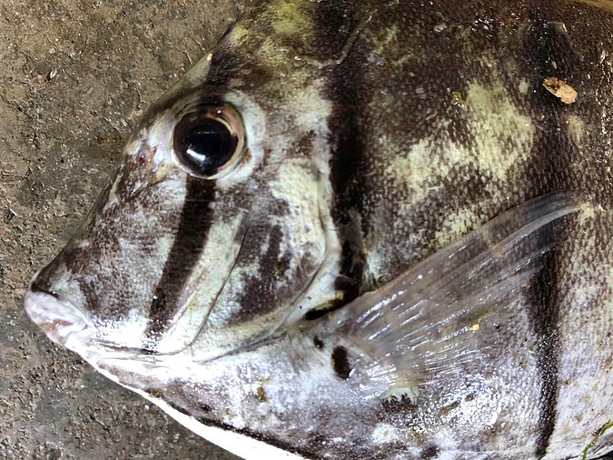 Image S210-2 of sample S210 (species: Acanthurus triostegus) / © Prof. Dr. Reinhold Hanel