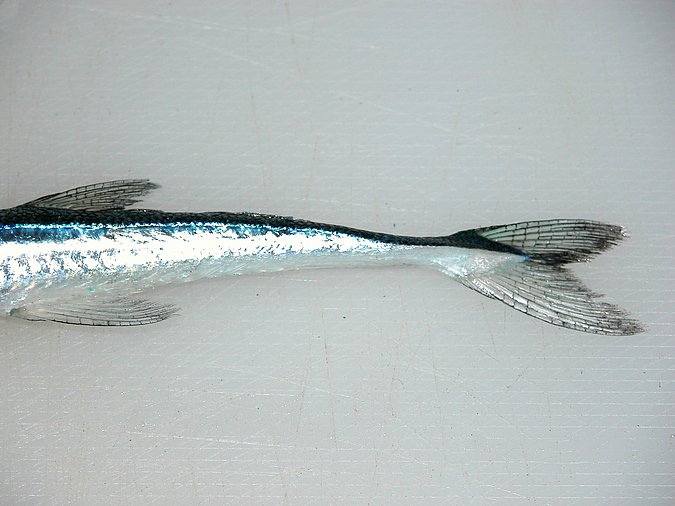 Image KV170-3 of sample KV170 (species: Platybelone argalus annobonensis) / © Prof. Dr. Reinhold Hanel