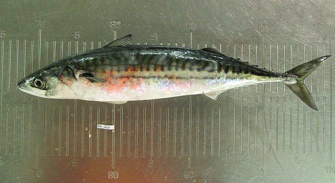 Image MF008-1 of sample MF008 (species: Scomber scombrus) / © Prof. Dr. Reinhold Hanel