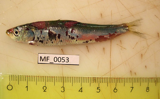 Image MF053-1 of sample MF053 (species: Sardina pilchardus) / © Prof. Dr. Reinhold Hanel