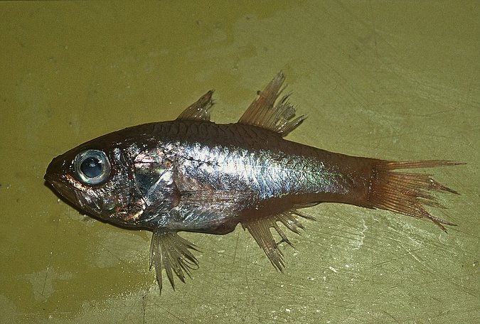 Image B249_____0265 of sample B249 (species: Paroncheilus affinis) / © Prof. Dr. Reinhold Hanel