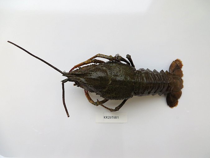 Image Kr20T081 of sample Kr20T081 (species: Pontastacus leptodactylus) / © Max Rubner-Institut, Institut für Sicherheit und Qualität bei Milch und Fisch, Hamburg