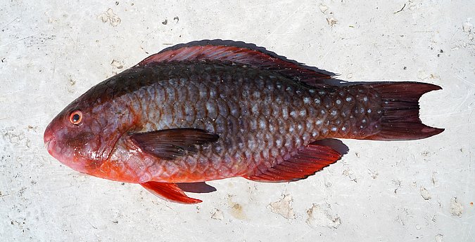 Image S205-1 of sample S205 (species: Scarus falcipinnis) / © Prof. Dr. Reinhold Hanel