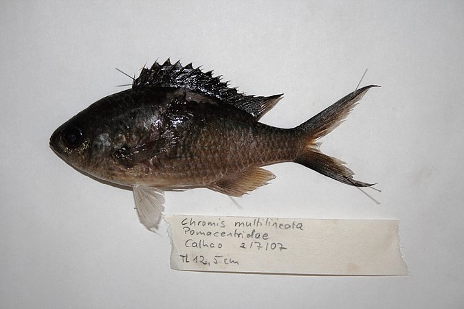 Image KV104-1 of sample KV104 (species: Chromis multilineata) / © Prof. Dr. Reinhold Hanel