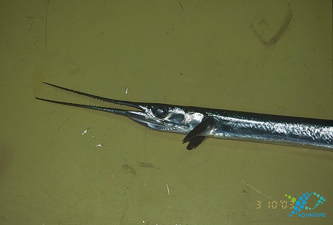 Image B182_____0228 of sample B182 (species: Tylosurus acus rafale) / © Prof. Dr. Reinhold Hanel