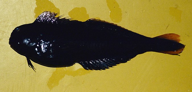 Image B214 of sample B214 (species: Ophioblennius atlanticus atlanticus) / © Prof. Dr. Reinhold Hanel