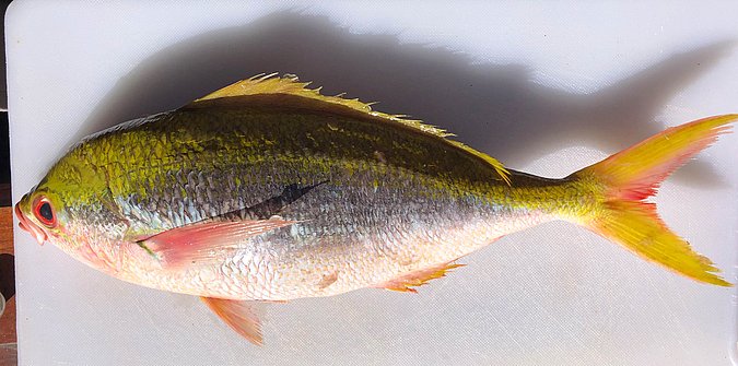 Image S268-1 of sample S268 (species: Caesio xanthonota) / © Prof. Dr. Reinhold Hanel