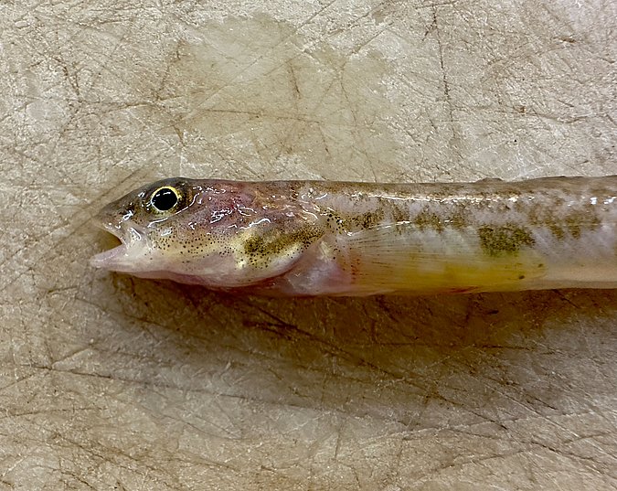 Image WH002-2 of sample WH002 (species: Lumpenus	lampretaeformis) / © Benita Möckel, Thünen Institute of Fisheries Ecology, Bremerhaven, Germany