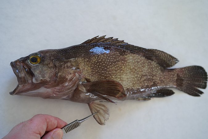 Image S062-4 of sample S062 (species: Epinephelus ongus) / © © Johann Heinrich von Thünen Institute