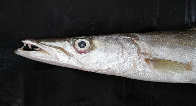 Image T035-6 of sample T035 (species: Sphyraena putnamae) / © Prof. Dr. Reinhold Hanel