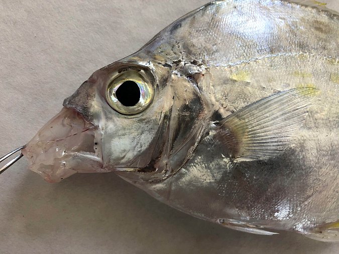 Image S218-3 of sample S218 (species: Aurigequula fasciata) / © Prof. Dr. Reinhold Hanel