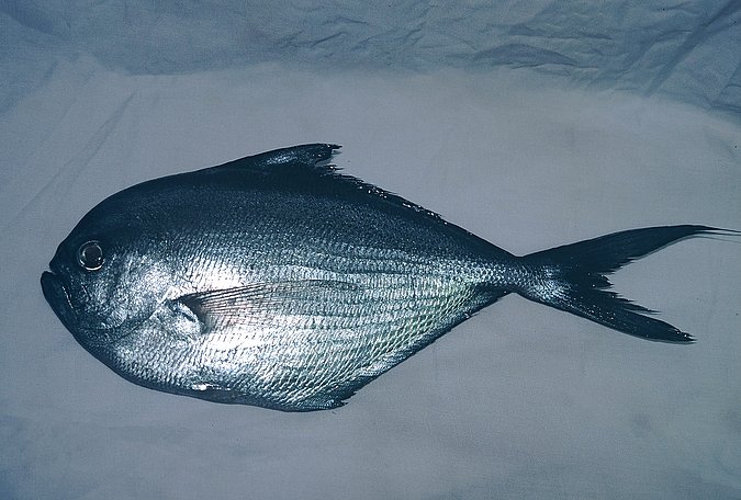 Image A066-1 of sample A066 (species: Brama brama) / © Prof. Dr. Reinhold Hanel