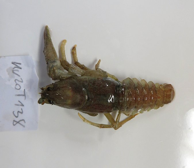 Image Kr20T138 of sample Kr20T138 (species: Austropotamobius torrentium) / © Max Rubner-Institut, Institut für Sicherheit und Qualität bei Milch und Fisch, Hamburg