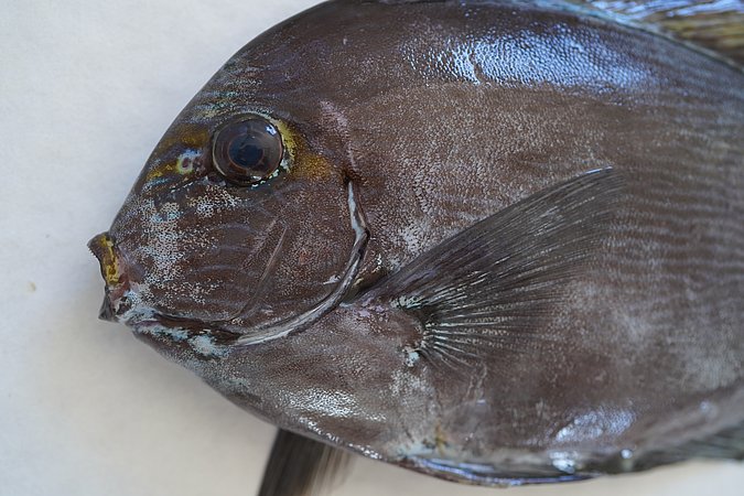 Image S046-3 of sample S046 (species: Acanthurus mata) / © © Johann Heinrich von Thünen Institute