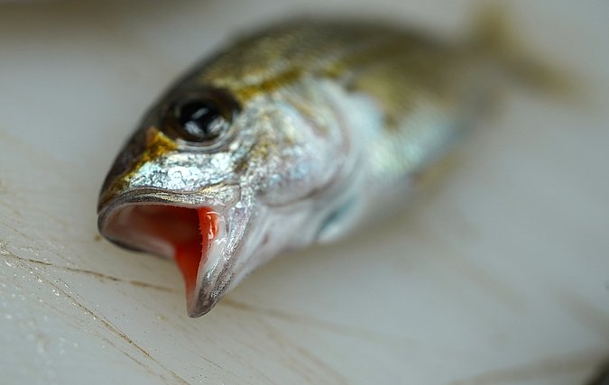 Image T216-4 of sample T216 (species: Haemulon aurolineatum) / © Prof. Dr. Reinhold Hanel