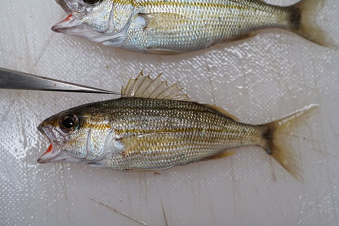 Image T217-2 of sample T217 (species: Haemulon aurolineatum) / © Prof. Dr. Reinhold Hanel